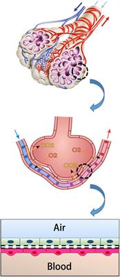 E-Cadherin: An Important Functional Molecule at Respiratory Barrier Between Defence and Dysfunction